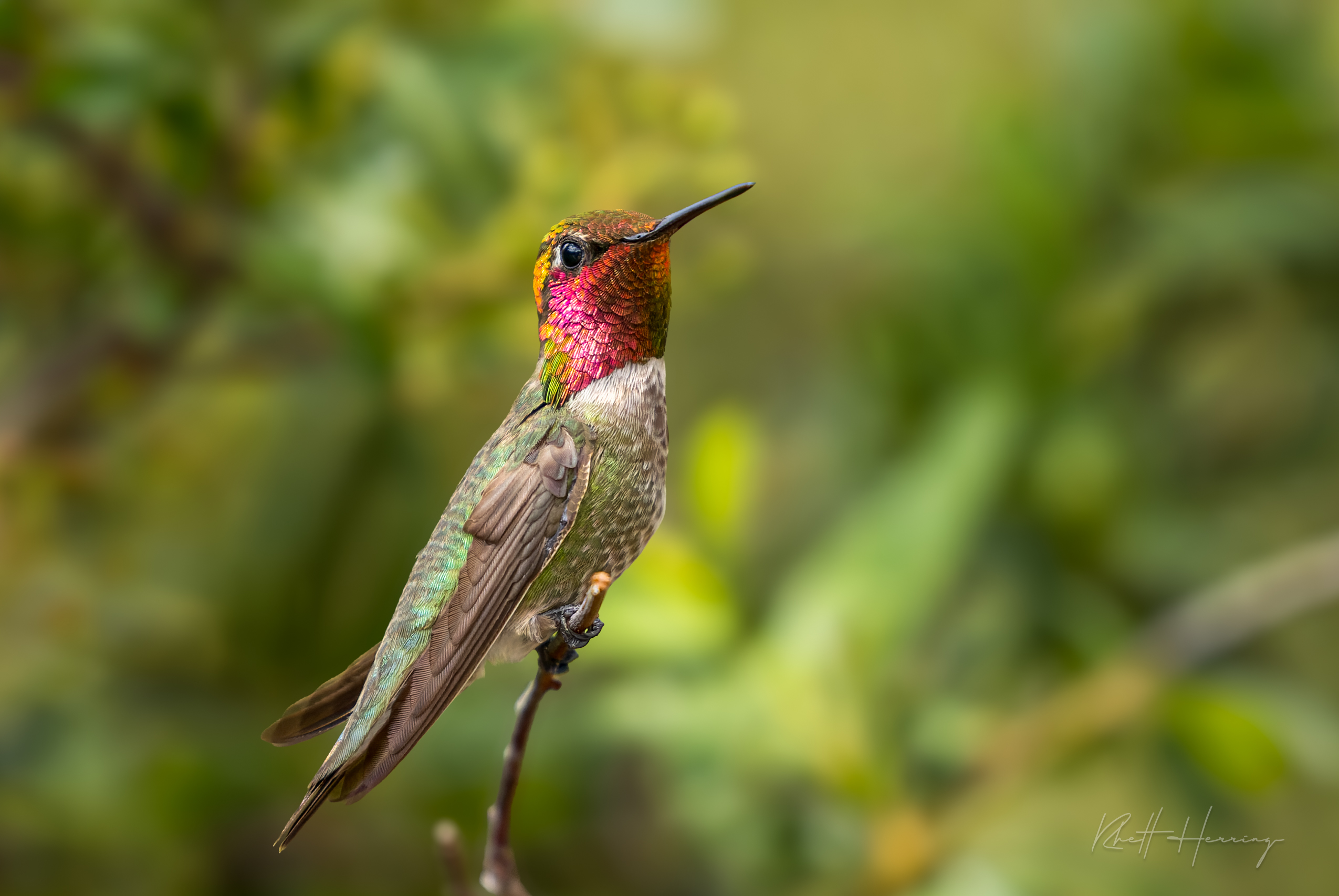 A Male Anna's Holds Court in Madera Canyon